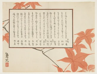 Maple leaves